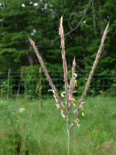 {Andropogon gerardii}
